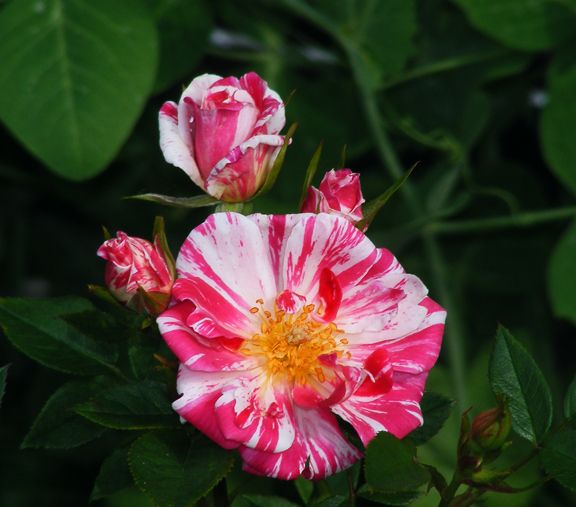 Stars n Stripes photo sns2013_05290015_zps35384e51.jpg